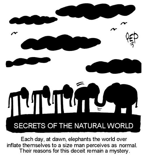 Elephants the world over inflate themselves....