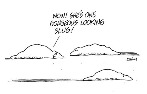 'Wow!  She's one gorgeous looking slug!'