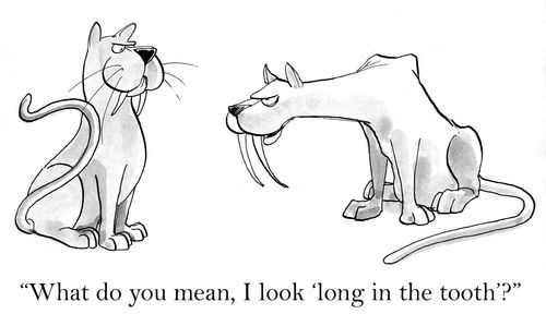 'What do you mean, I look 'long in the tooth'.'