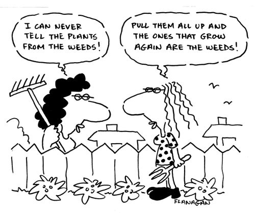 I can never tell the plants from the weeds! Pull them all up and the ones that grow again are the weeds!
