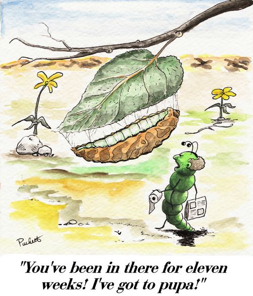 'You've been in there for eleven weeks! I've got to pupa!'