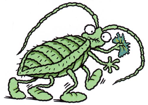 Bug with a leaf.