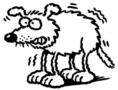 Dog shaking.
