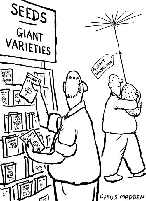 Garden seeds - giant varieties