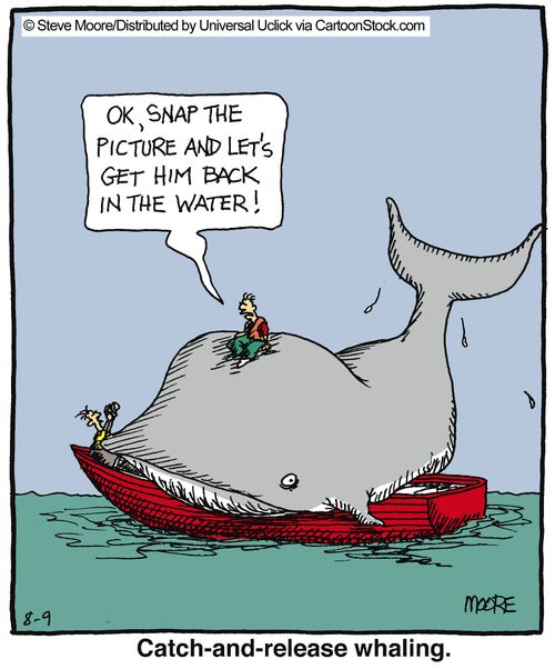 Catch-and-release whaling.
