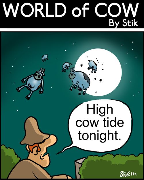 High Cow tide tonight.