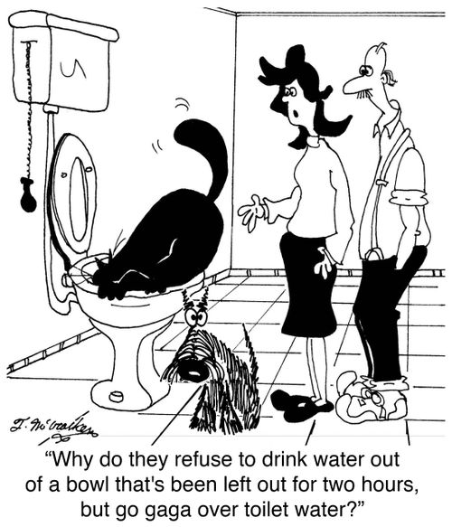 'Why do they refuse to drink water out of a bowl that's been left out for two hours, but go gaga over toilet water?'
