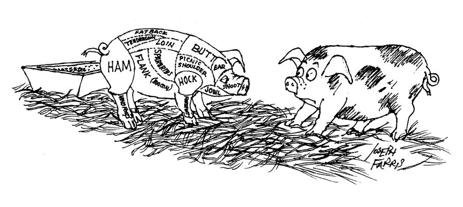 Pig Meat.