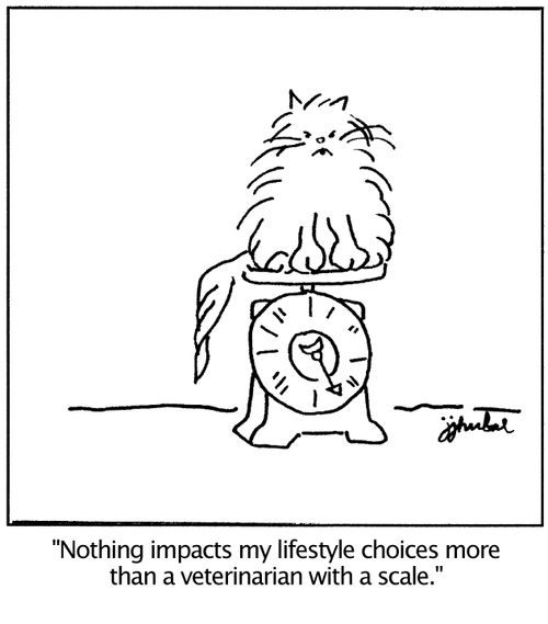 'Nothing impacts my lifestyle choices more than a veterinarian with a scale.'