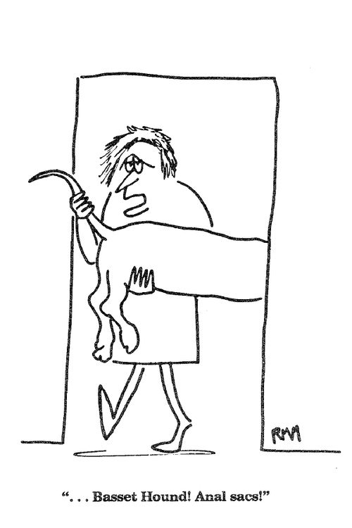 '...Basset Hound! Anal sacs!'