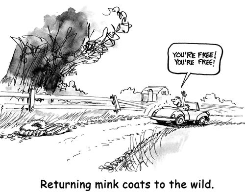 Returning mink coats to the wild.