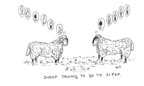 Sheep trying to go to sleep.
