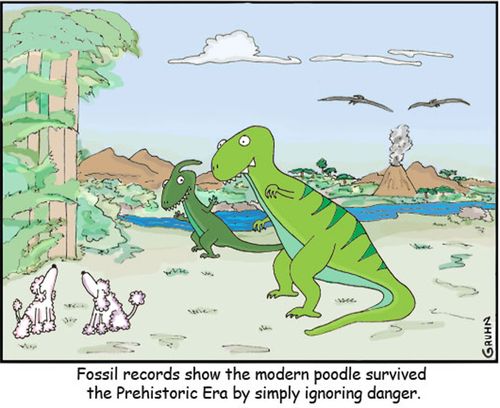 Fossil records show the modern poodle survived the Prehistoric Era by simply ignoring danger.