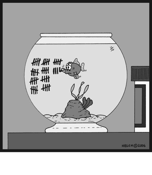 Lonely fish.
