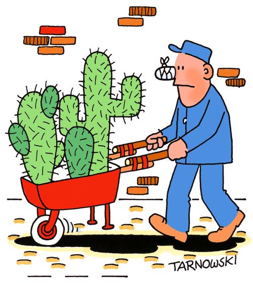 Man is injured transporting cacti.