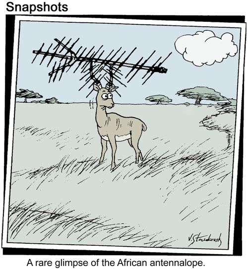 A rare glimpse of the African antennalope.