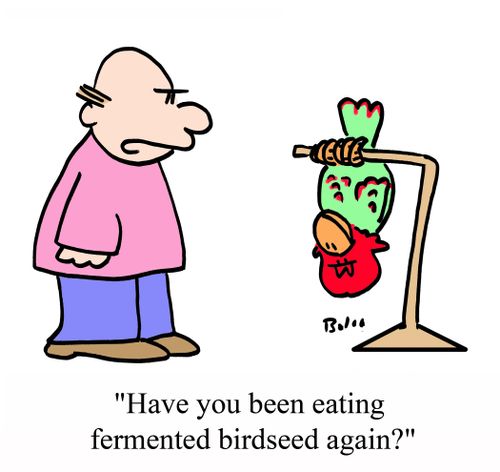 'Have you been eating fermented birdseed again?'