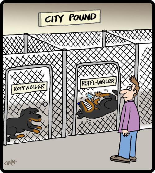 City Pound: Rottweiler and ROTFL-Weiler.