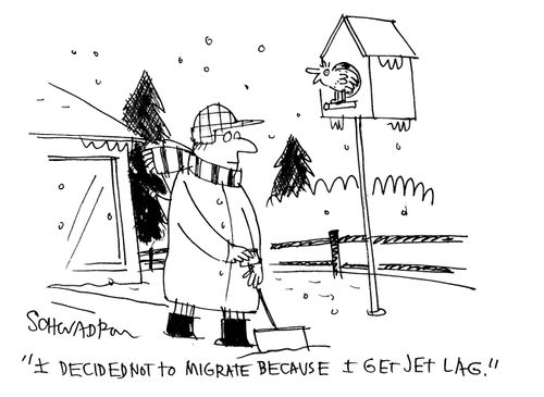 'I decided not to migrate because I get jet lag.'