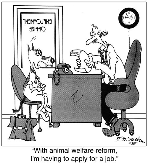 'With animal welfare reform, I'm having to apply for a job.'