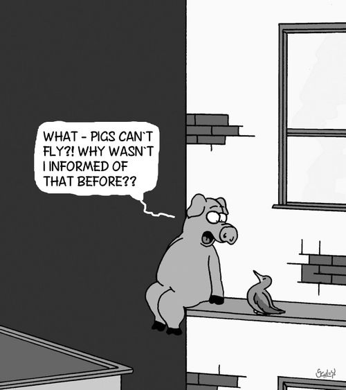 'What - pigs can't fly?! Why wasn't I informed of that before??'