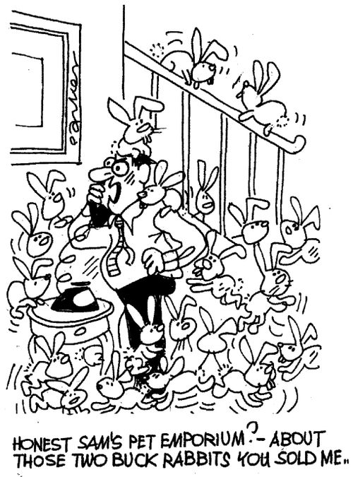 'Honest Sam's Pet Emporium? About those two buck rabbit you sold me"