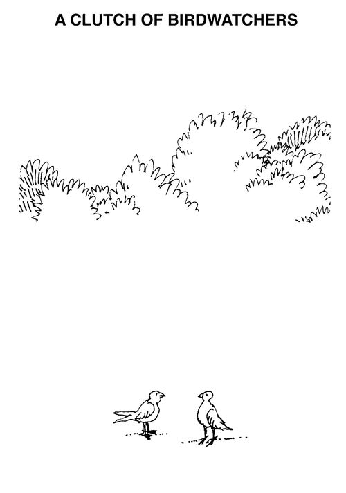 A clutch of bird watchers
