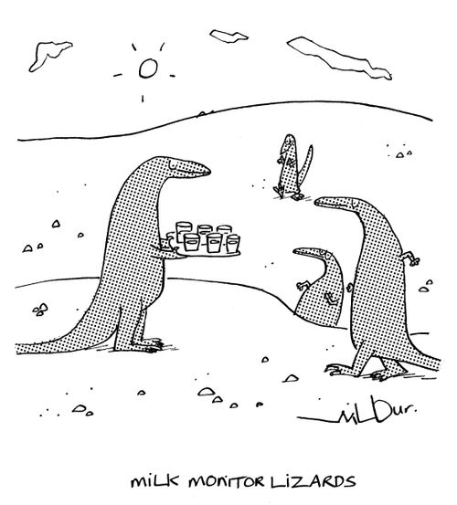 Milk Monitor Lizards.