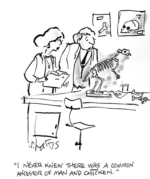 'I never knew there was a common ancestor of man and chicken.'