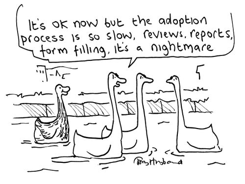 'It's ok now, but the adoption process is so slow, reviews, reports, form filling, it's a nightmare!'