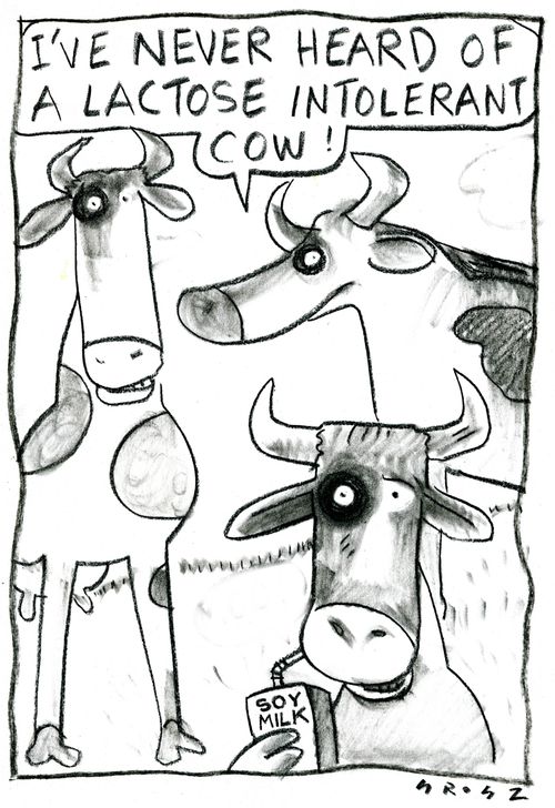 'I've never heard of a lactose intolerant cow!'