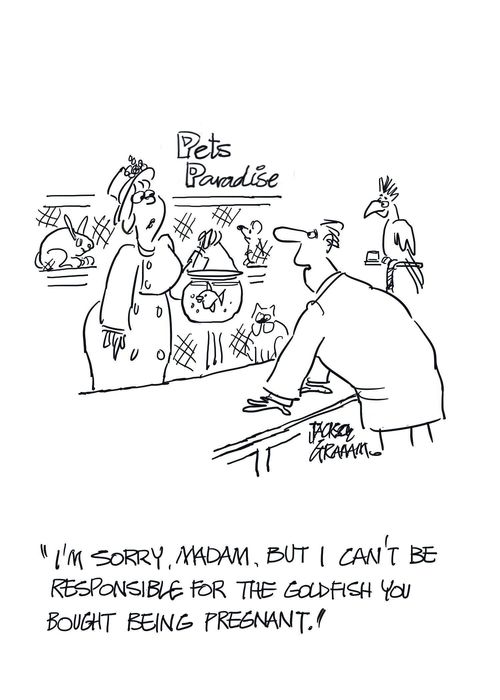 "I'm sorry, madam, but I can't be responsible for the goldfish you bought being pregnant."