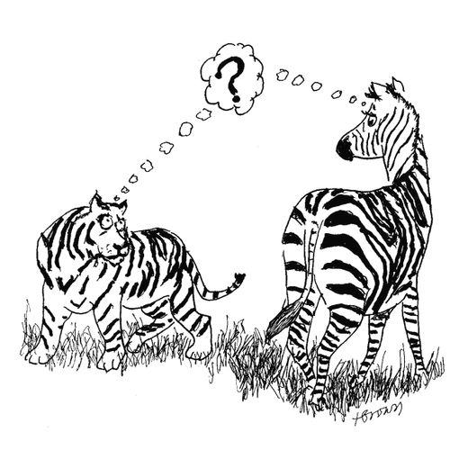 A Zebra and Tiger Confused by their Similar Stripes.