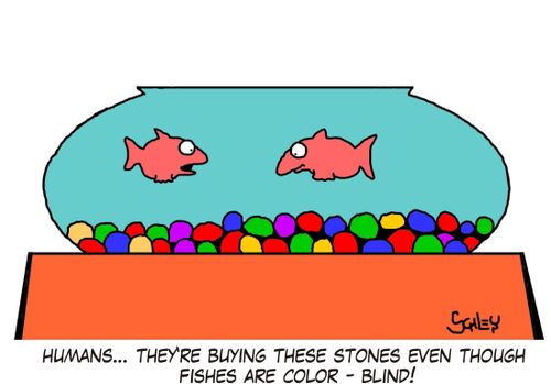 'Humans... they're buying these stones even though fishes are color-blind!'
