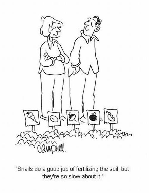'Snails do a good job of fertilizing the soil, but they're so slow about it.'