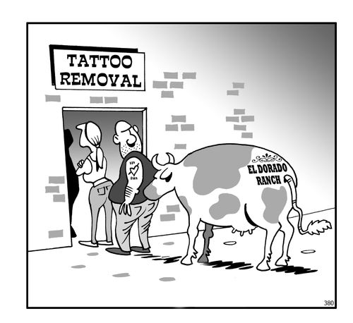Tattoo removal - cow has 'Eldorado rance' on his backside.