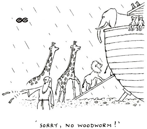 'Sorry, no woodworm!'
