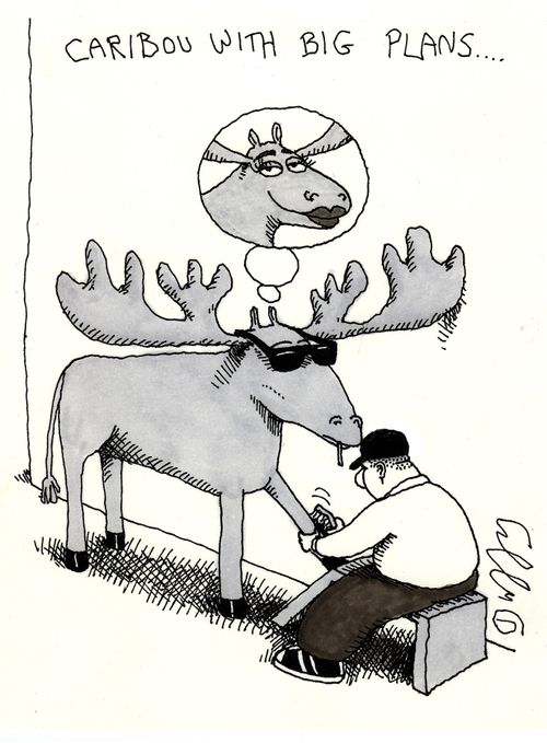 Caribou With Big Plans.