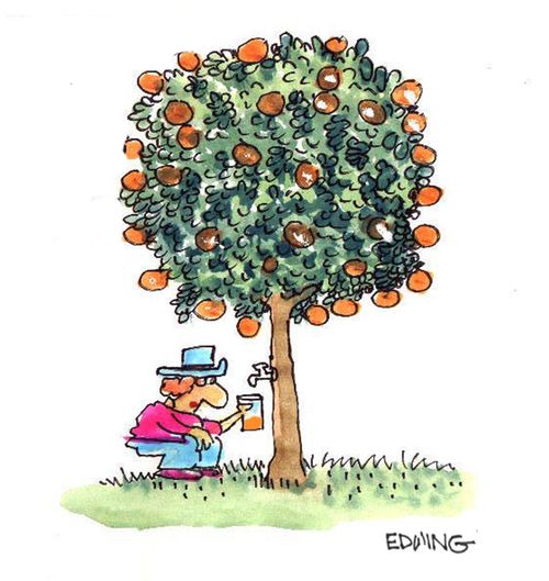 Orange Tree.
