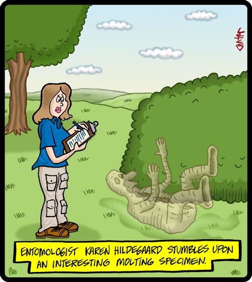 Entomologist Karen Holdegaard stumbles upon an interesting molting specimen.