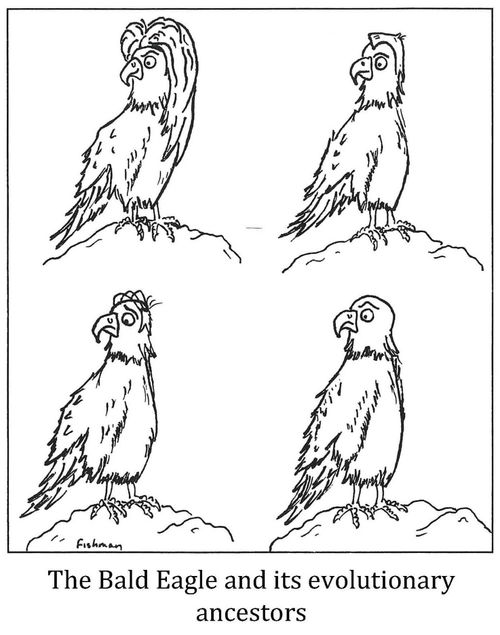 The Bald Eagle and its evolutionary ancestors.