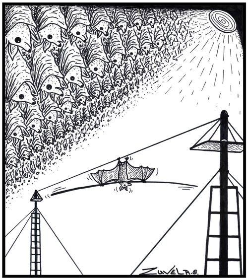A Bat walking a tightrope upside down.