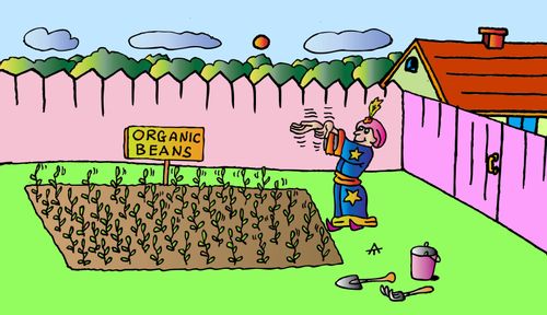Organic Beans
