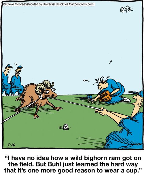 'I have no idea how a wild bighorn ram got on the field. But Buhl just learned the hard way that it's one more good reason to wear a cup.'