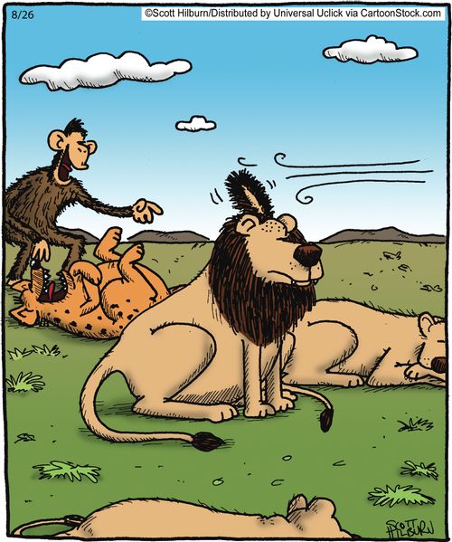 Lions secret revealed.