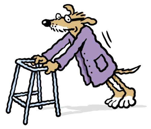 Old dog with zimmer frame.