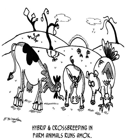Hybrid & crossbreeding in farm animals runs amok.