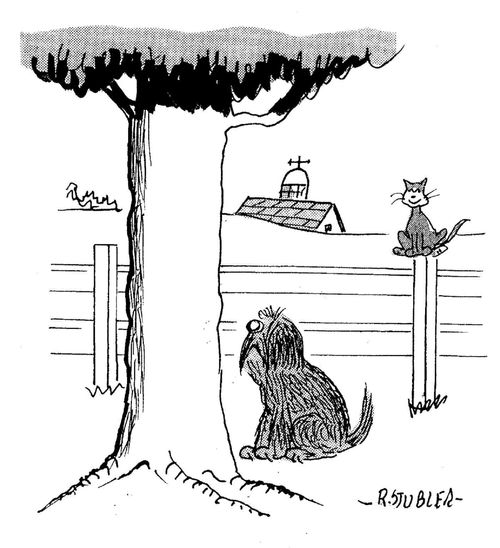 Hairy dog looking up tree with cat sitting behind him.