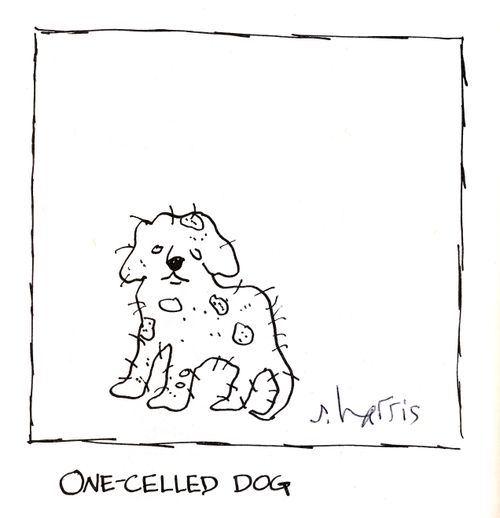 One-celled dog.