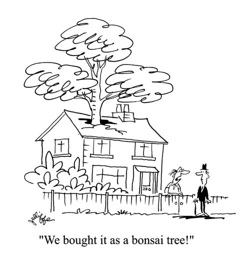 'We bought it as a bonsai tree!'